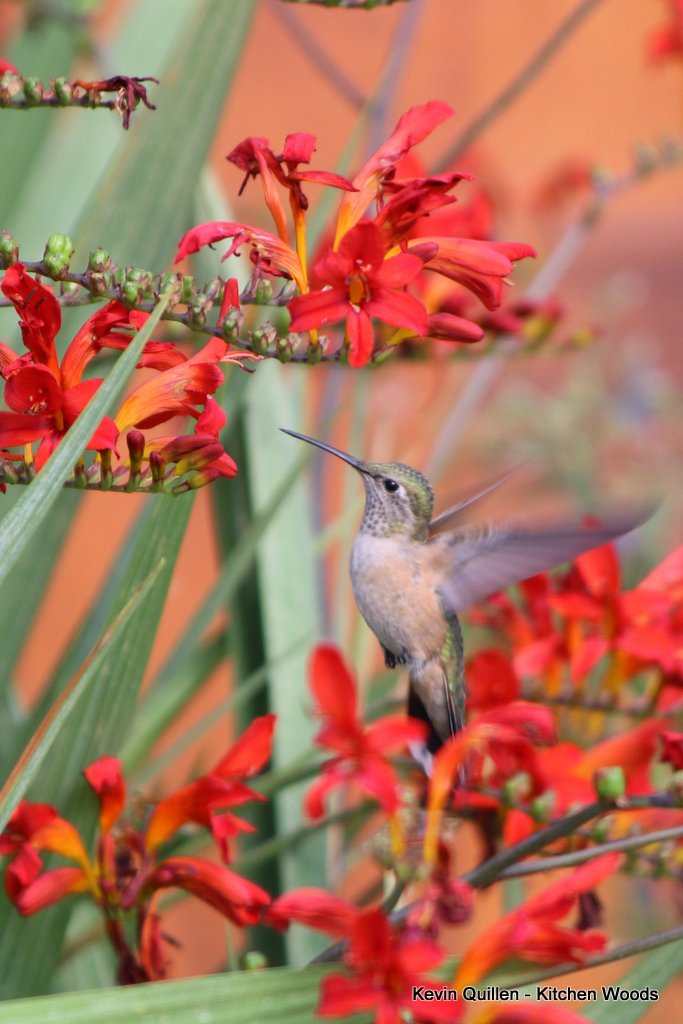 Hummingbird - #3